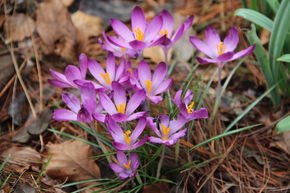 Crocus elfique 'Barr's Purple'