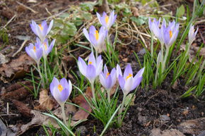 Crocus des elfes
