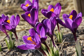 Crocus de Naples 'Flower Record'