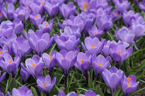 Crocus de Naples 'Grand Maitre'