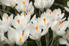 Crocus � grandes fleurs 'Jeanne d'Arc'
