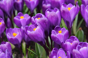 Crocus � grandes fleurs 'Remembrance'