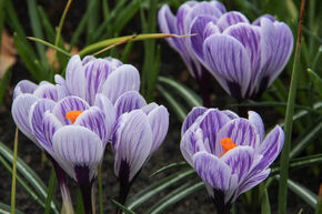 Crocus de printemps ou crocus de Naples 'Striped Beauty'