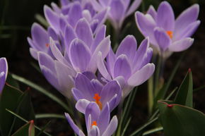 Crocus de printemps ou crocus de Naples 'Vanguard'