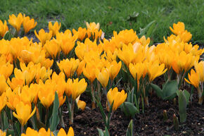 Crocus � grandes fleurs 'Golden Yellow'