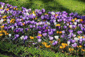 M�lange de crocus � grandes fleurs