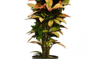 Croton 'Mrs. Iceton'