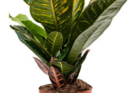 Croton 'Petra'