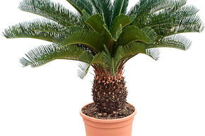 Cycas du japon, Sagou (80-90)