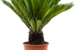 Cycas du japon, Sagou