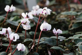 Cyclamen de Cos 'Album'