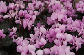 Cyclamen de Cos