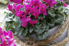 Cyclamen rose (lot de 8)