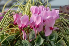 Cyclamen ros� (lot de 8)