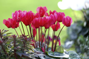 Cyclamen rouge (lot de 8)