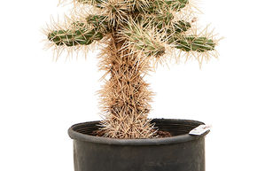 Opuntia - Cholla gain�e