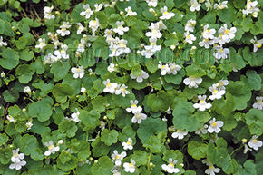 Cymbalaire des jardins 'Albiflora'
