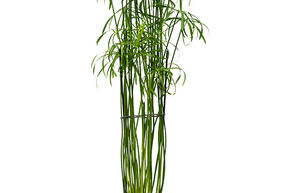 Souchet glabre 'Glaber'