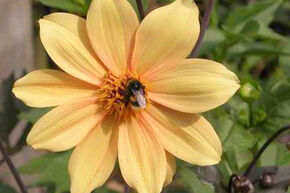 Dahlia 'Bishop of York'� (lot de 2)