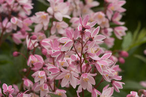 Deutzie 'Yuki Cherry Blossom�'