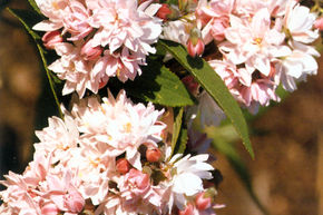 Deutzie 'Pink Pom-Pom'