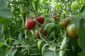 Tomate � salade Paul Robson BIO