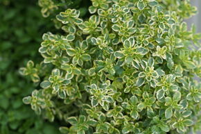 Thym citronn� 'Summerdreams Lemon Gold'