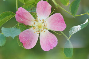 Rose lianante, rosier arbustif