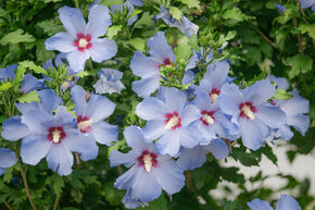 Hibiscus, guimauve 'Oiseau Bleu'