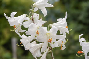 Lys de la madone, Lis blanc, Lis Candidum ou Lis de la Vierge