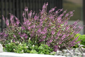 Basilic arbustif 'Magic Blue'