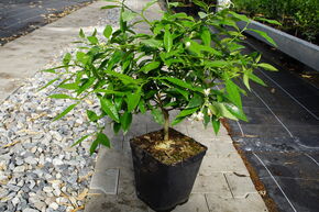 Switrus� Citronnier 'Ukraina'