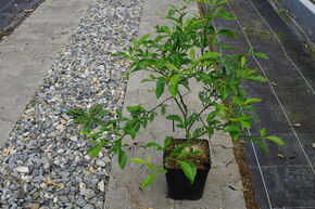 Switrus� Citronnier 'Kovac'