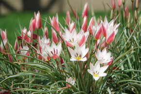 Tulipe sauvage 'Lady Jane'