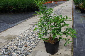Orange Switrus� 'Troichang'