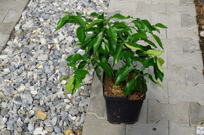 Mandarine Satsuma Switrus� 'Ichangponsuma'