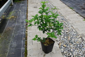 Orange Switrus� 'Morton'