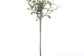 Photinia 'Devils Dream�'