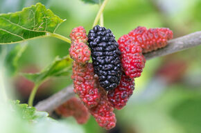 M�rier 'Galicja' 