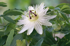 Passiflore blanche 'Constance Elliot'