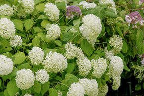 Hortensia 'Annabelle'