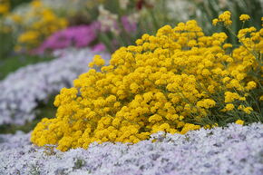 Corbeille d'Or � fleurs jaunes 'Goldkugel'