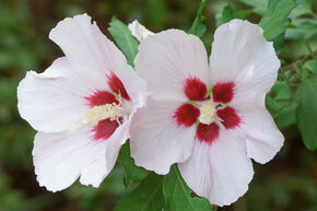 Hibiscus, guimauve 'Red Heart'