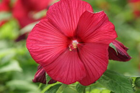 Hibiscus des marais 'Fireball'