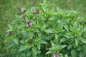 Basilic de jardin, basilic arbustif 'Tauris'