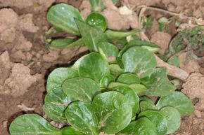 M�che Verte de Cambrai BIO