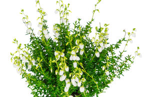 Bruy�re de Saint-Daboec 'Alberta White'