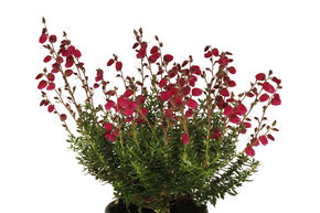 Bruy�re de Saint-Daboec 'Angelina'