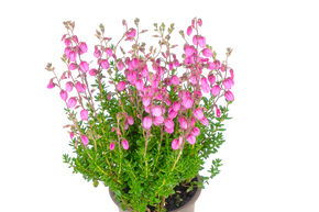 Bruy�re de Saint-Daboec 'Annika'