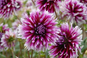 Dahlia 'Alauna Clair-Obscur' (lot de 2)